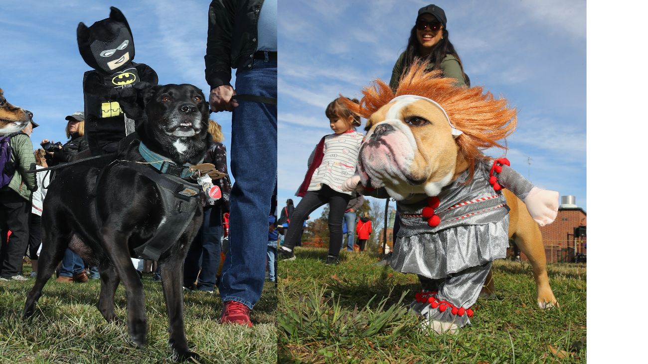 Perros en Halloween