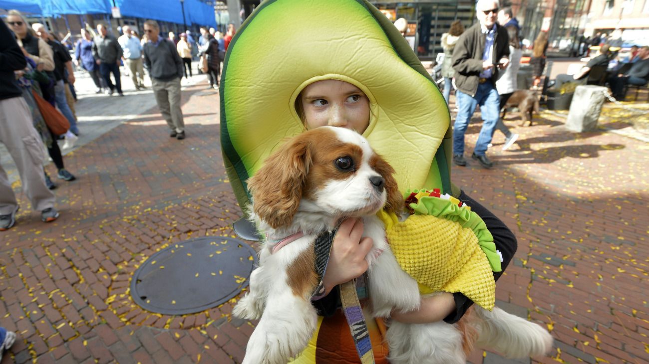 Perros en Halloween