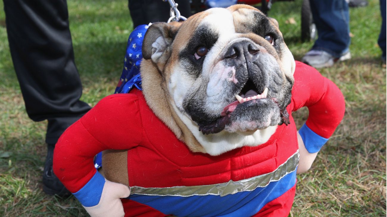 Perros en Halloween