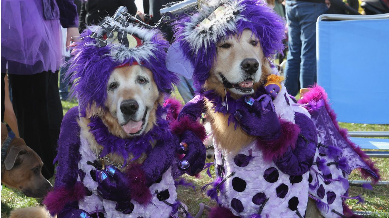 Perros en Halloween