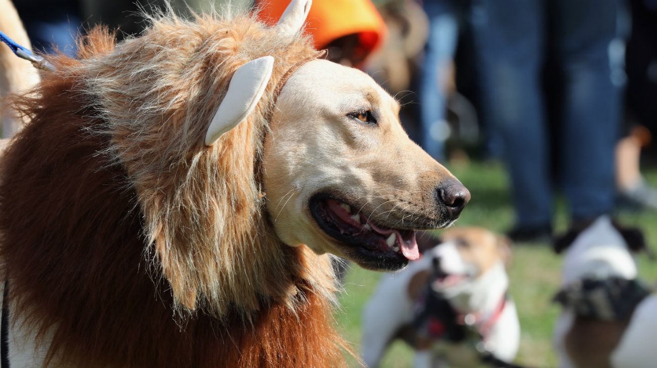 Perros en Halloween