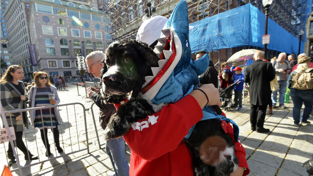 Perros en Halloween