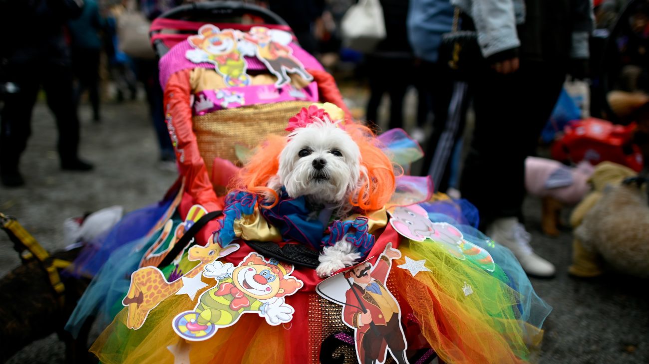 Perros en Halloween