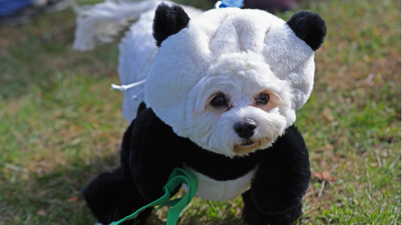 Perros en Halloween