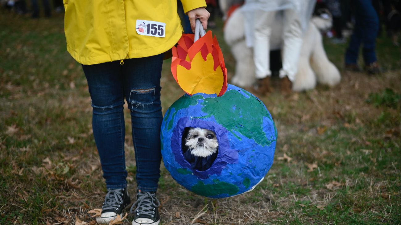 Perros en Halloween