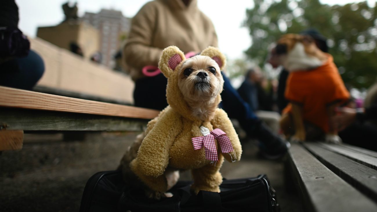 Perros en Halloween