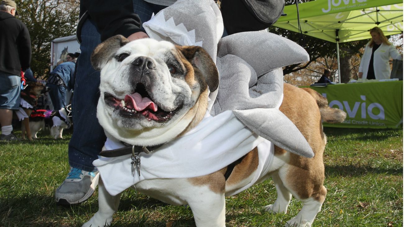 Perros en Halloween