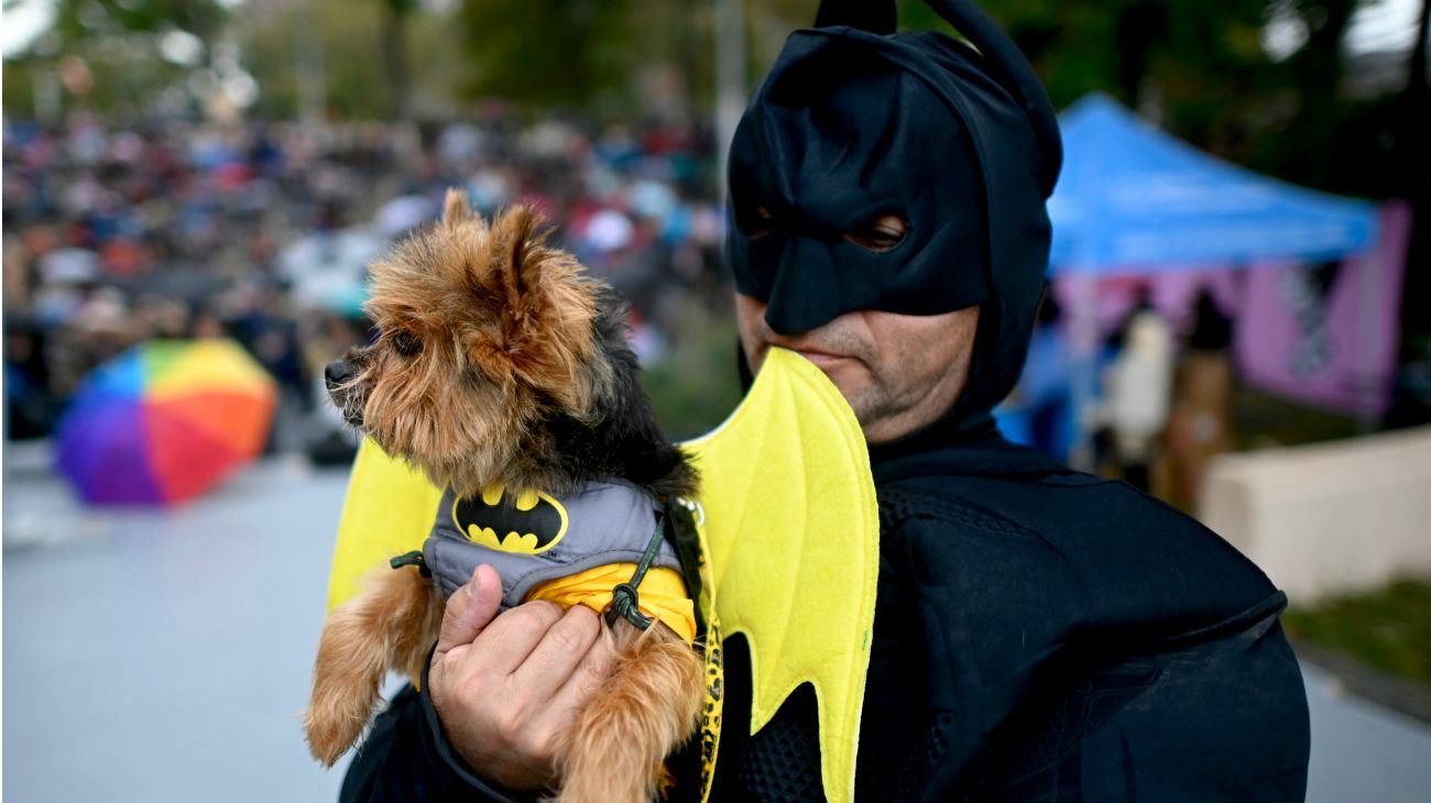 Perros en Halloween