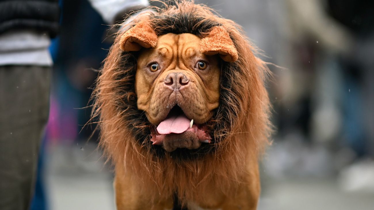 Perros en Halloween