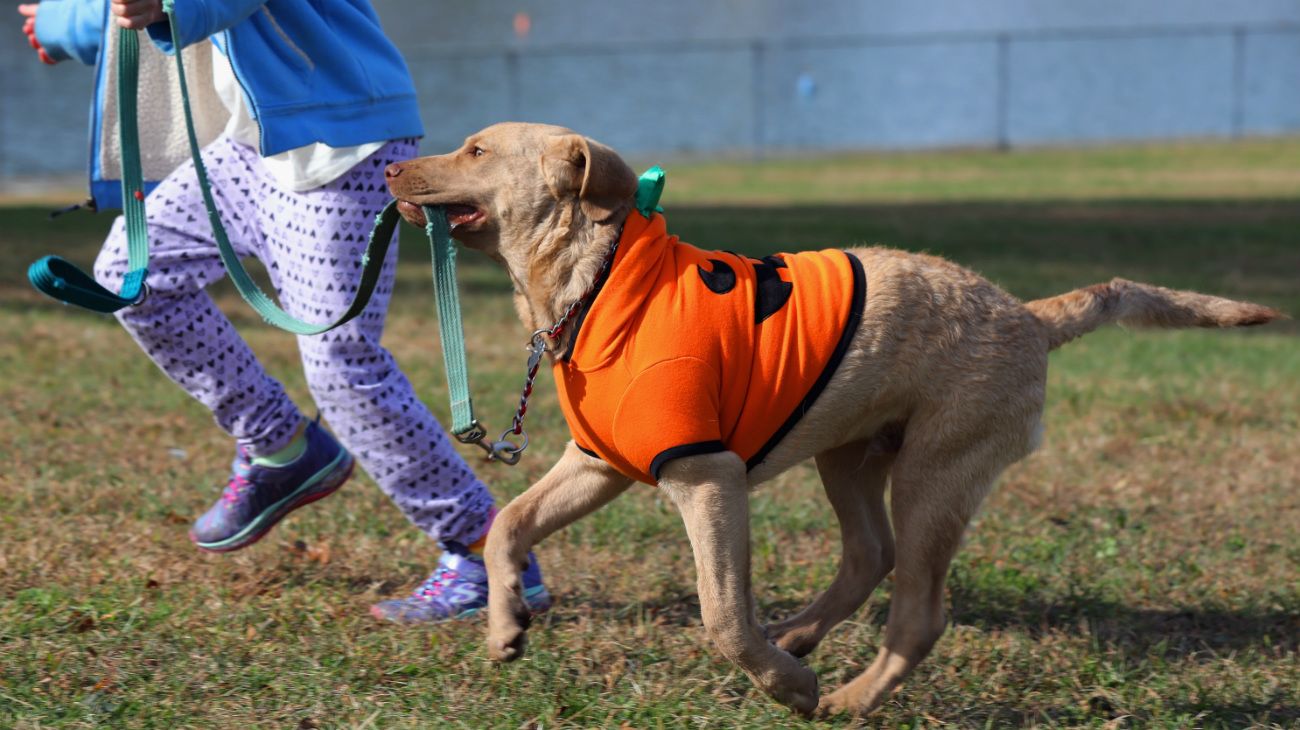 Perros en Halloween