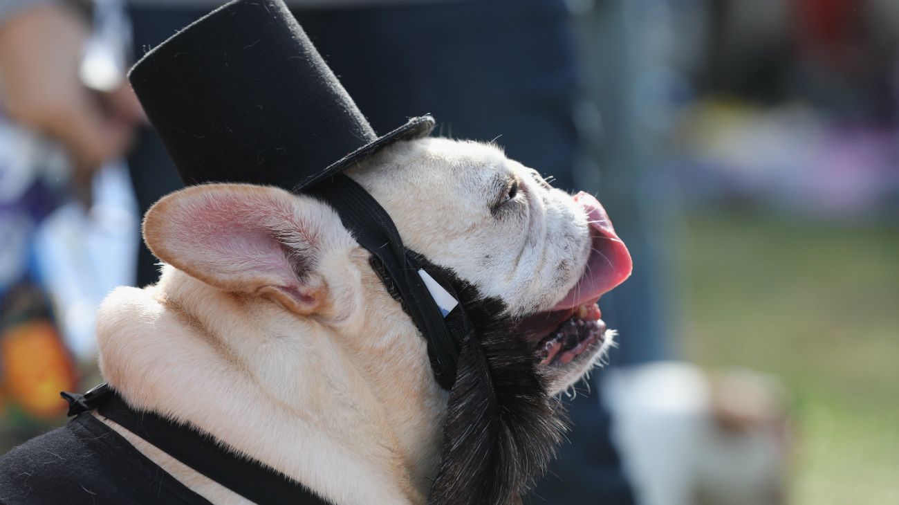 Perros en Halloween