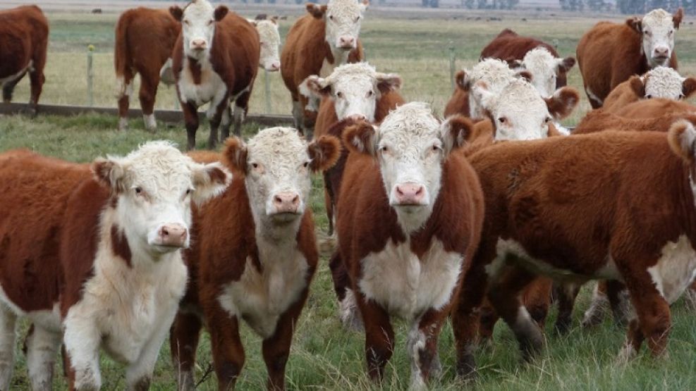 La entidad se pronunció en contra de la exportación de ganado vivo y de carnes con hueso por el “grave retroceso” que causa a la cadena de la industria cárnica.