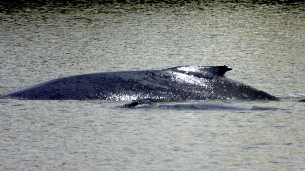 Oil Spill in Brazil Hits Breeding Grounds for Humpback Whales