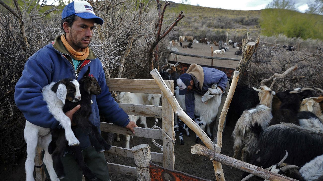 Antonio Sazo y familia crían cabras en Arro Poñigüe, al sur de la ciudad de Mendoza