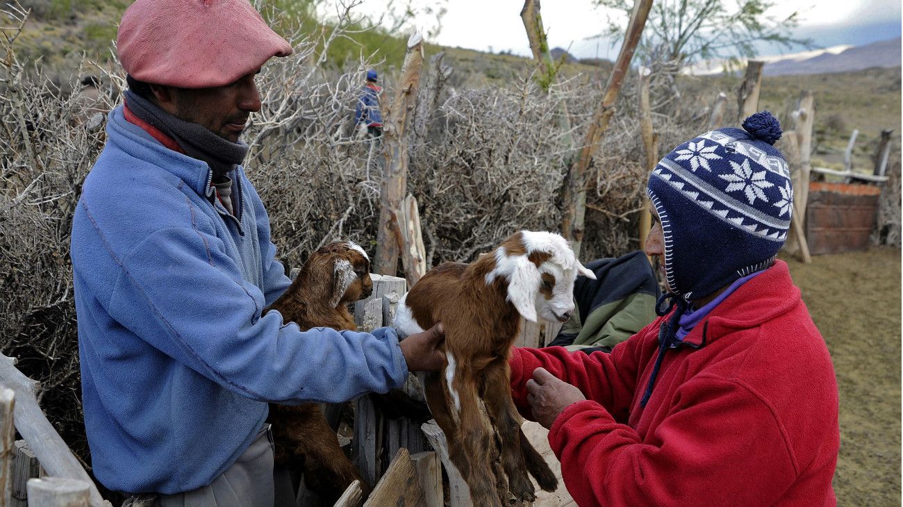 Antonio Sazo y familia crían cabras en Arro Poñigüe, al sur de la ciudad de Mendoza