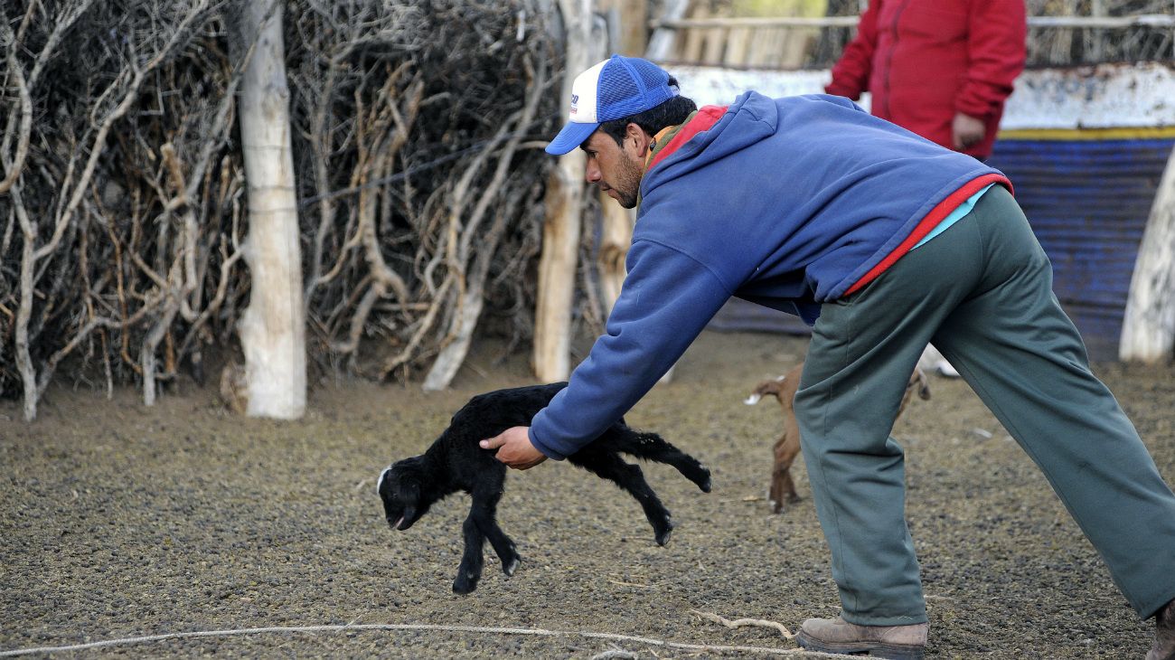 Antonio Sazo y familia crían cabras en Arro Poñigüe, al sur de la ciudad de Mendoza