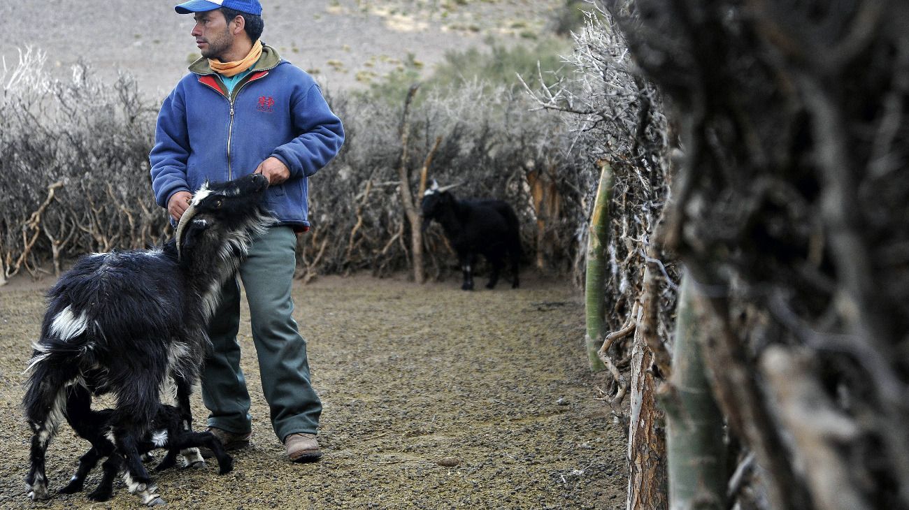 Antonio Sazo y familia crían cabras en Arro Poñigüe, al sur de la ciudad de Mendoza