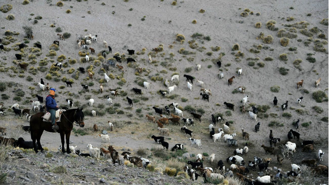 Antonio Sazo y familia crían cabras en Arro Poñigüe, al sur de la ciudad de Mendoza