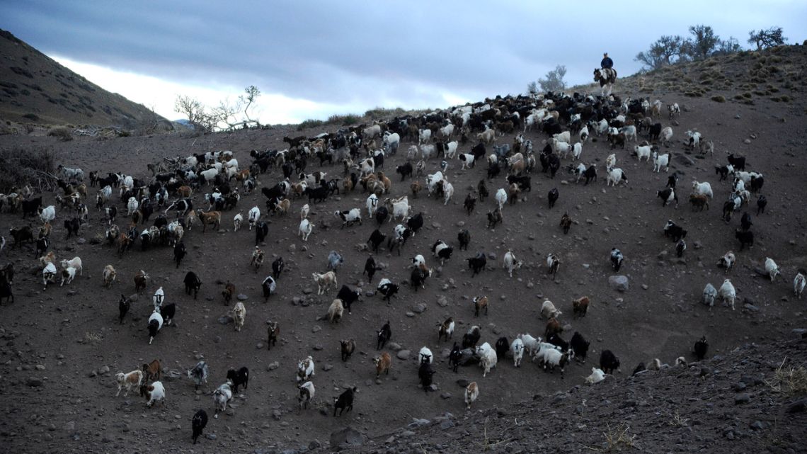View of goats as they are herded in El Alambrado, 136 kilometres from Malargue, Mendoza province, Argentina on October 20, 2019. The annual productivity of goat breeders is strongly affected by the scarcity of snow and droughts caused by global warming, which alter the quality of pastures. Goat breeding is the only economic activity of the families of the south of Mendoza province. 