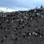 Goat farmers at climate change frontline in Argentina's wine belt