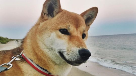Mascotas “Influencers”: cómo convertir a tu amigo de cuatro patas en una celebridad