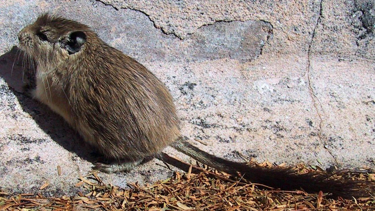 La rata vizcacha dorada es una especie micro-endémica en peligro crítico de extinción