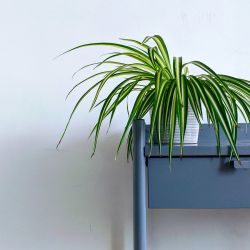 Las plantas de interior que mejor se adecuan a tu hogar 