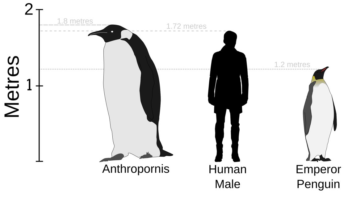 This image compares the heights of the Anthropornis penguin, an average human male, and the emperor penguin. 