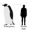 Argentine scientists find fossils of giant prehistoric penguin in Antarctica