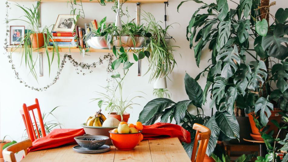Las plantas de interior que mejor se adecuan a tu hogar