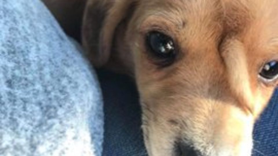 perro cola frente 14112019