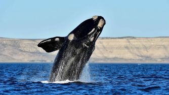 Cuánto vale una ballena medida en dólares