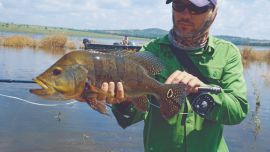 el mejor tucunaré amarillo de la salida, con popper de vadeo, a pez visto.