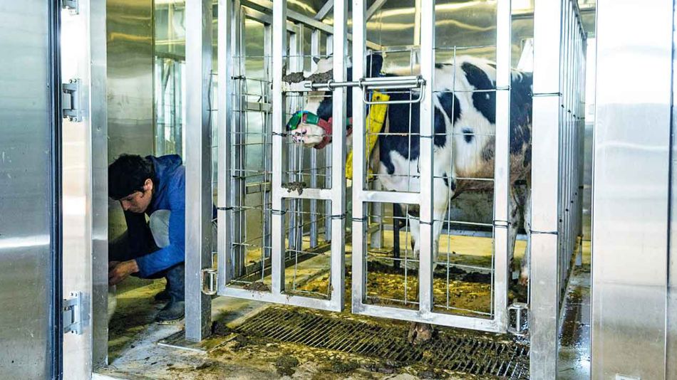 20191117_vacas_inti_gzainta_g.jpg