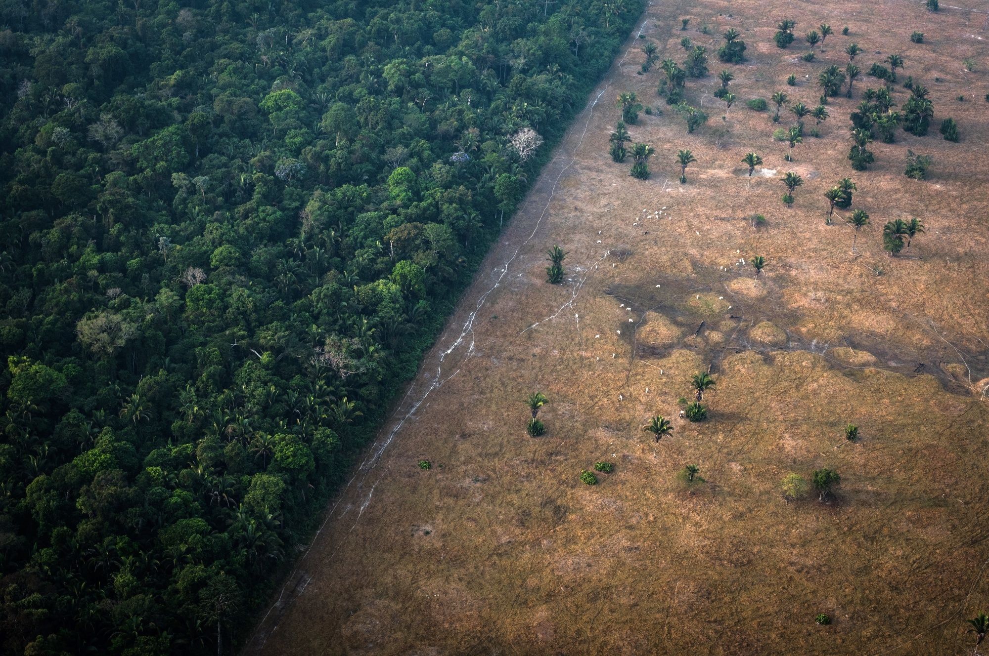 New Rainforest Projects Halted, Brazil’s Development Bank Says