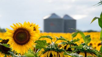 GIRASOL. Las tareas mantienen una demora interanual de -2,5 puntos porcentuales.