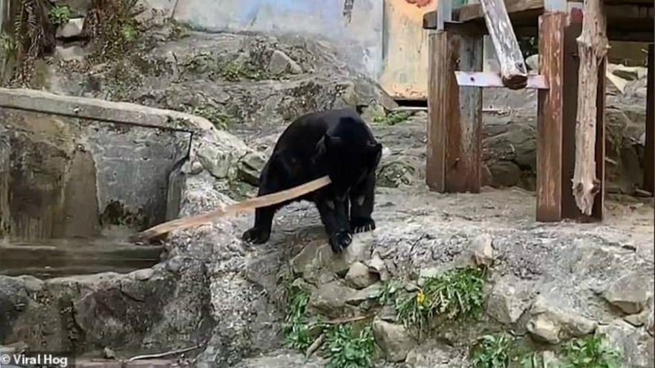 Oso Claude, zoológico de Japón