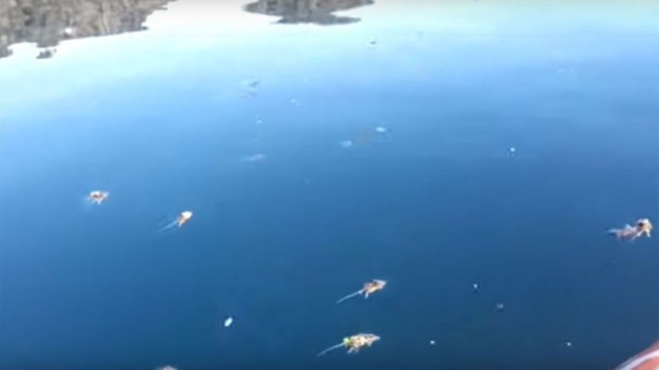 fenómeno ratas en parque nacional nahuel huapi