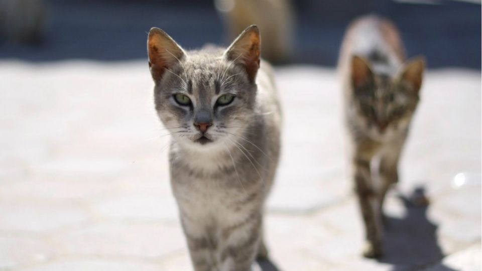 Gatos callejeros