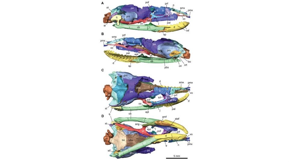 Los hallazgos permitieron revelar datos de la evolución de las serpientes que eran una incógnita.