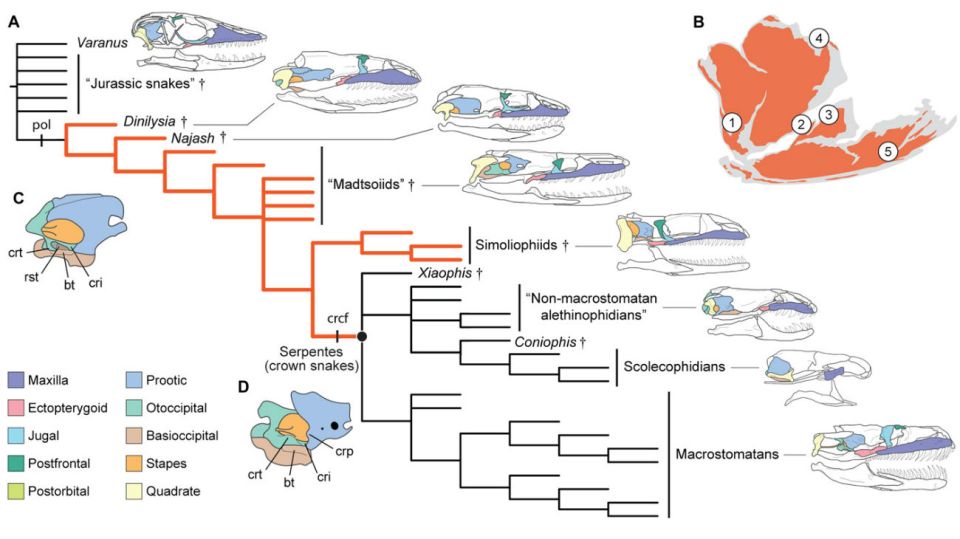Los hallazgos permitieron revelar datos de la evolución de las serpientes que eran una incógnita.