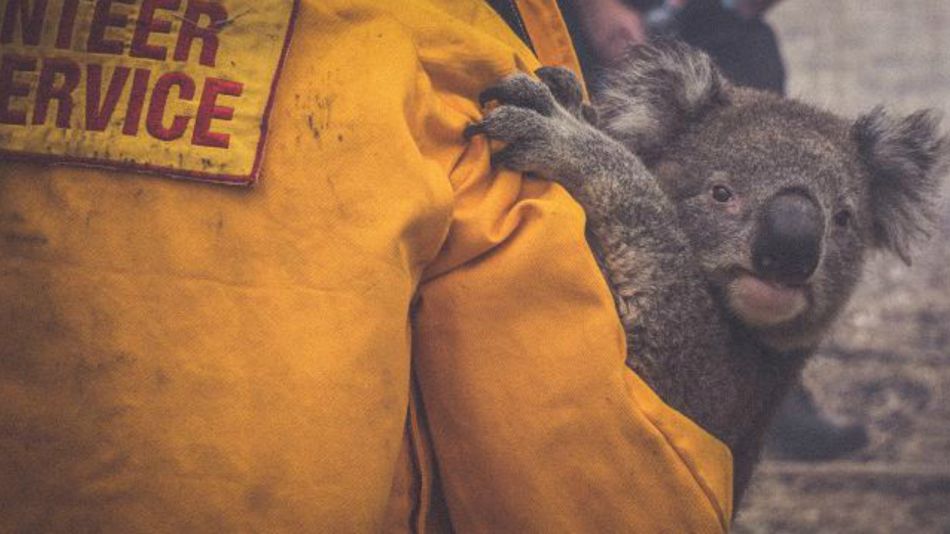 Koala se salva de incendio