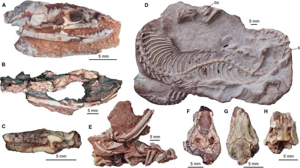 Muestras de la serpiente Najash.