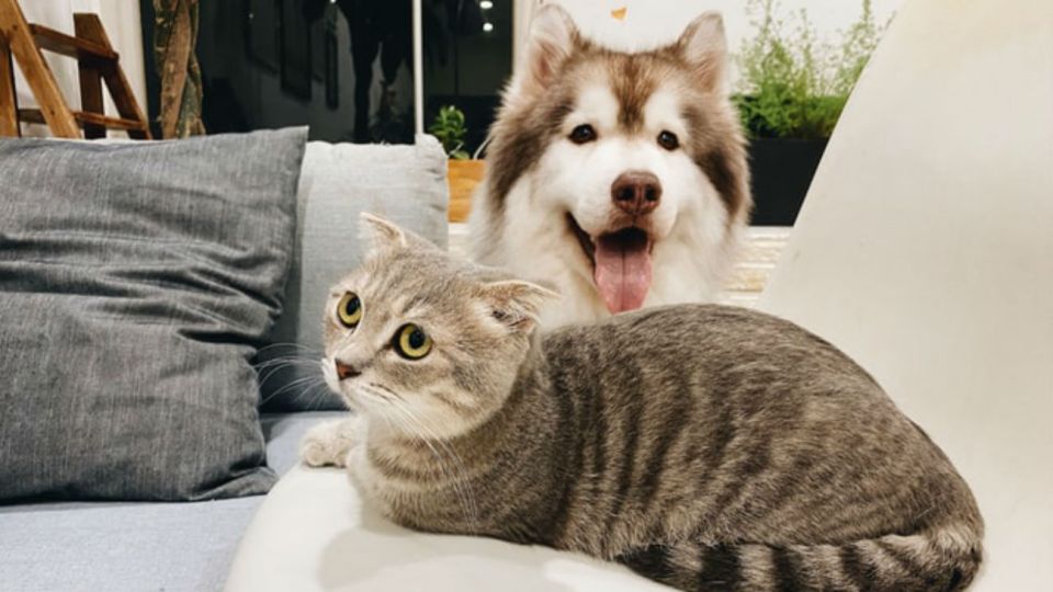 perros gatosq