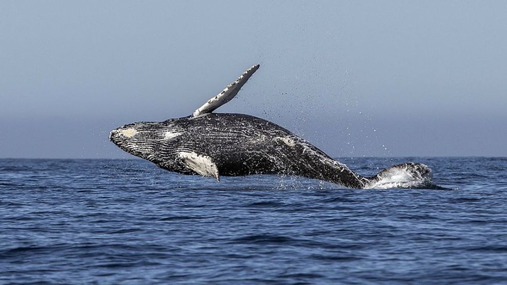 salvar ballenas fondo monetario