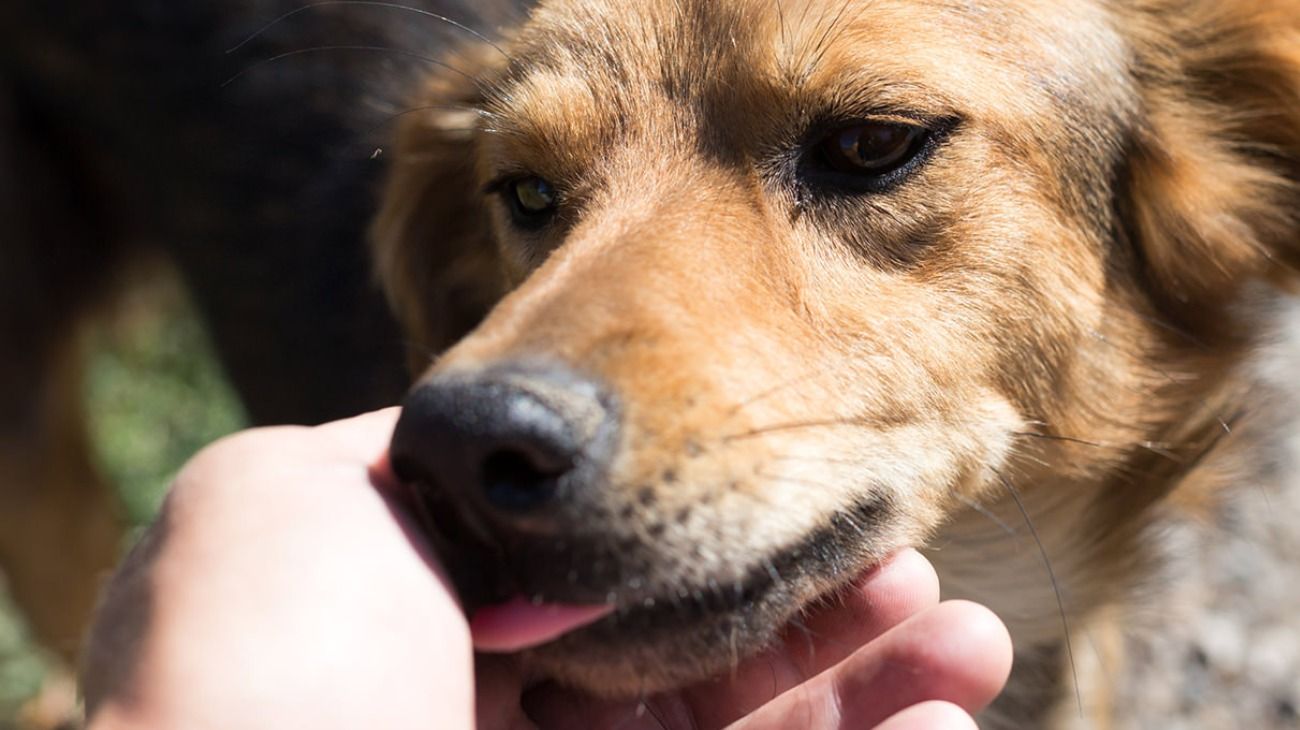 Imagen de carácter ilustrativo | El perro le transmitió a su dueño una bacteria a través de su saliva.