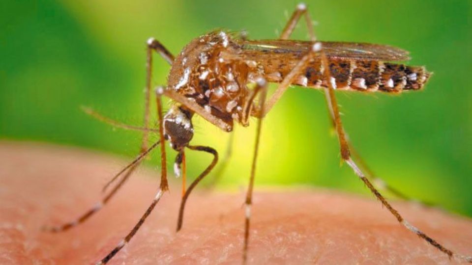 Dengue_20191124