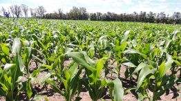 CLIMA. Las lluvias del centro del país permitieron poner en marcha la siembra de maíz y soja.