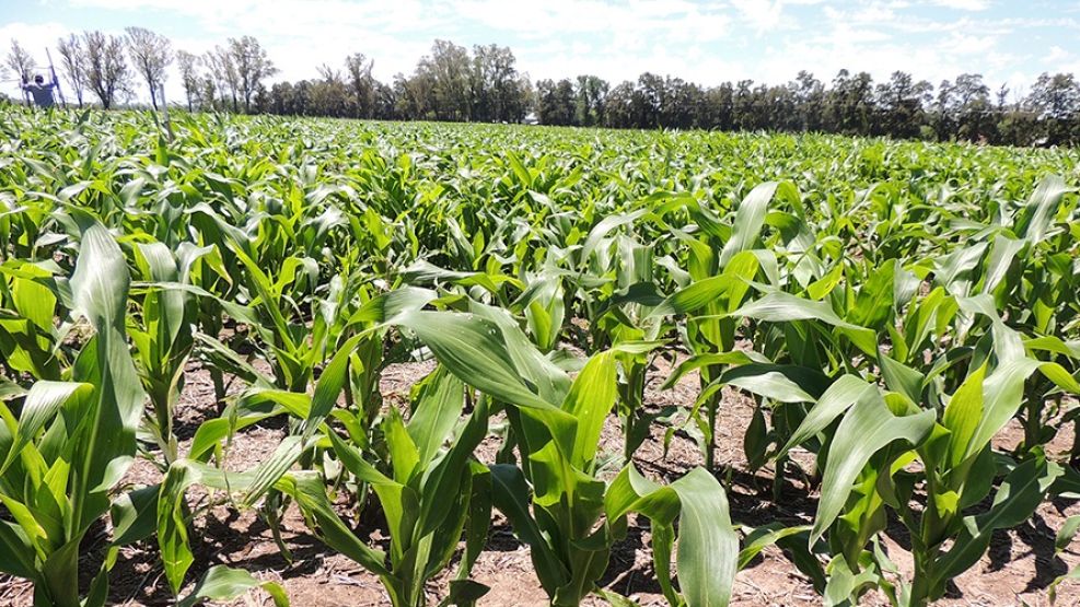 CLIMA. Las lluvias del centro del país permitieron poner en marcha la siembra de maíz y soja.