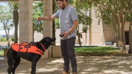 Ingenieros israelíes crearon un chaleco de control remoto para perros que le transmite órdenes al animal a través de una vibración sin dolor